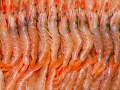 PESCA XXI (4)